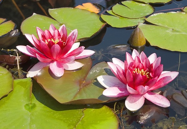 Lilie wodne (Grzybienie) - uprawa i rodzaje