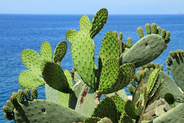Opuncja - ciekawy kaktus