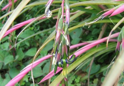 Bilbergia zwisła - egzotyczny kwiat doniczkowy