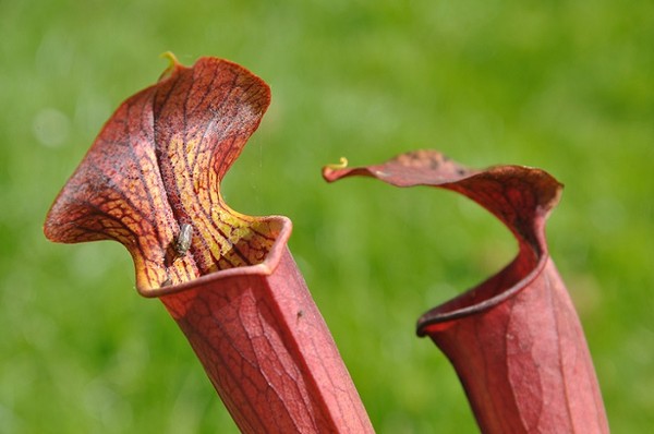 Kapturnica - niezwykle ciekawa roślina owadożerna