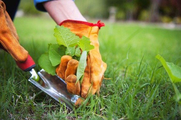 Odchwaszczanie trawnika - pozbądź się chwastów z trawy!