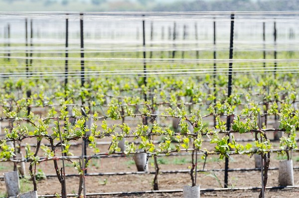 Sadzenie winogron - jak, kiedy i gdzie?