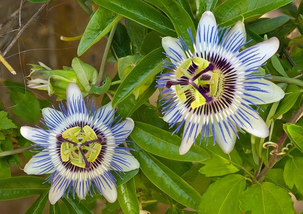 Męczennica błękitna, passiflora, kwiat męki pańskiej - skuteczna uprawa
