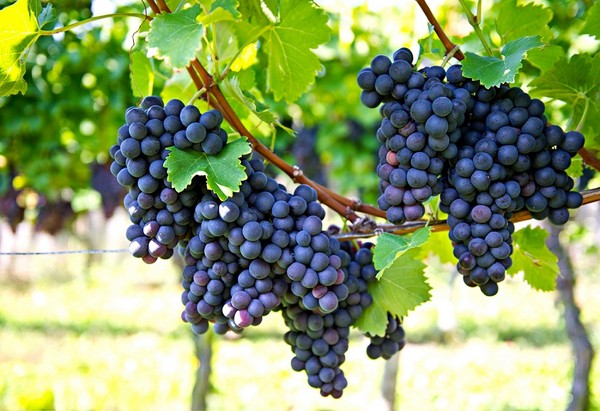 Najlepsze odmiany winogron do uprawy w Polsce