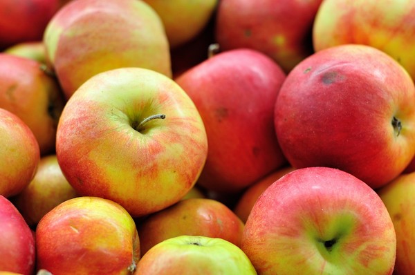 Zimowe odmiany jabłoni - przegląd i charakterystyka najlepszych