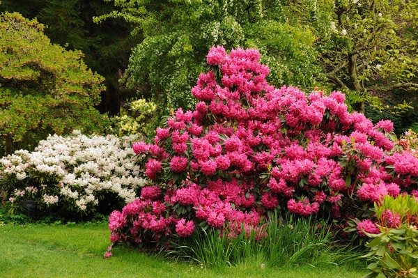 Rododendrony, różaneczniki, azalie - najciekawsze odmiany. Przegląd i charakterystyka