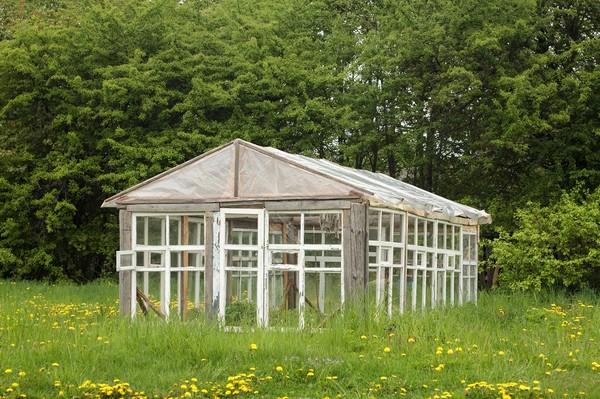 Szklarnia ze starych okien - ciekawa propozycja dla każdego ogrodnika