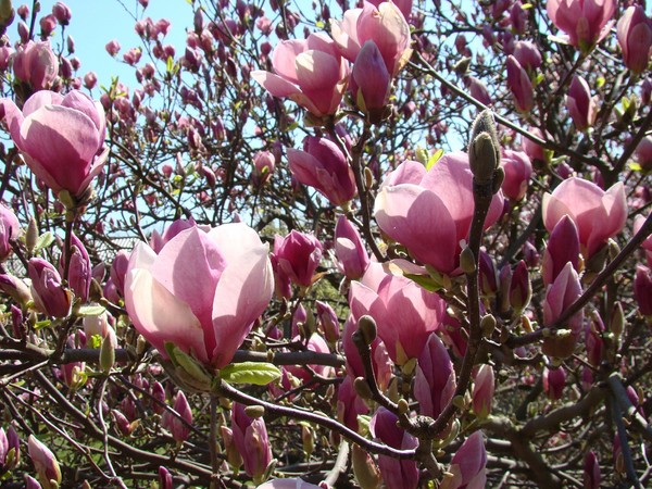 Jakie sadzonki magnolii są najlepsze? Podpowiadamy!