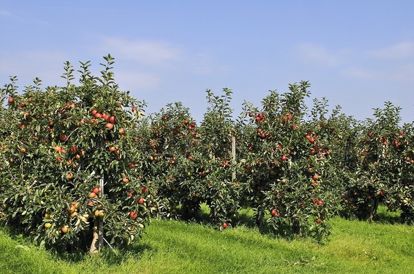 Jakie sadzonki jabłoni warto kupić? Odpowiadamy!