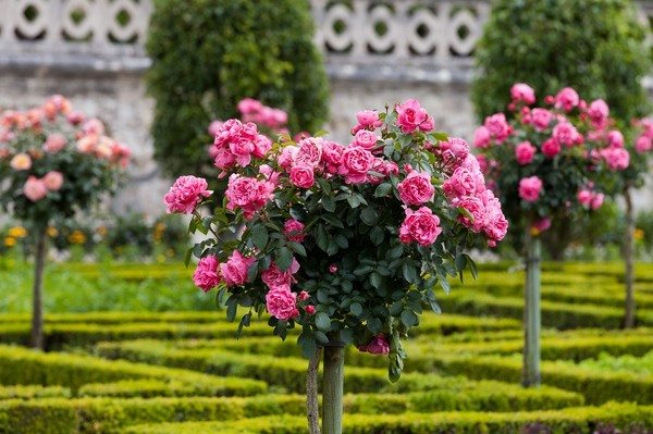 Róże na pniu - opis, odmiany i przydatne porady