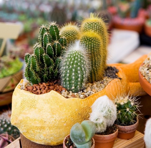 Doniczki do kaktusów - jakie wybrać? Sprawdź!