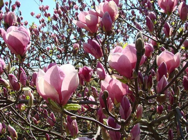 Nawożenie magnolii - wszystko o dawkach, terminach i nawozach