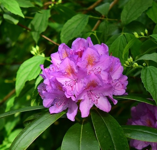Nawożenie rododendronów - cenne porady