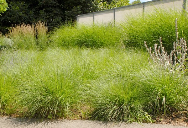 Trawy zimozielone - wybrane gatunki i odmiany