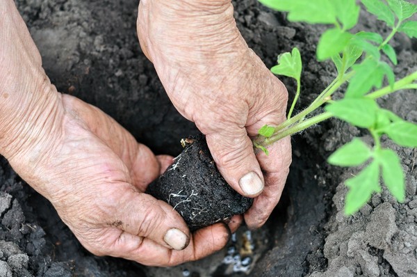 Sadzenie warzyw - jak sadzić warzywa?