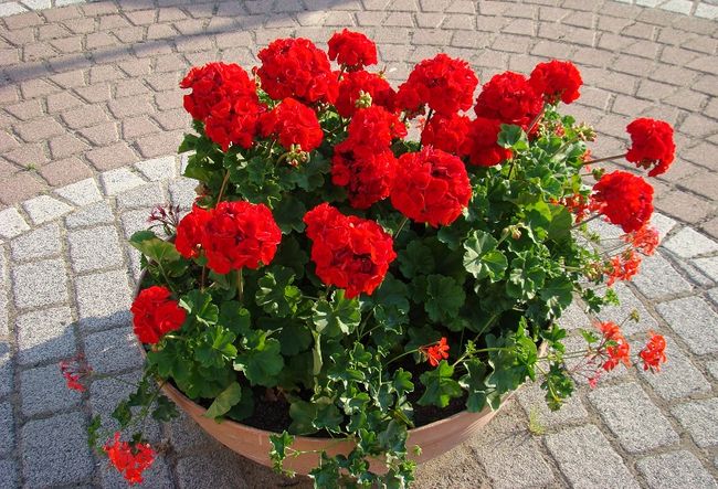 Pelargonie w doniczce