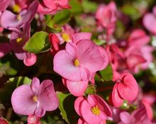 Begonia stale kwitnąca