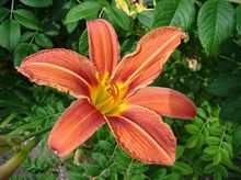 Liliowiec - kwiat