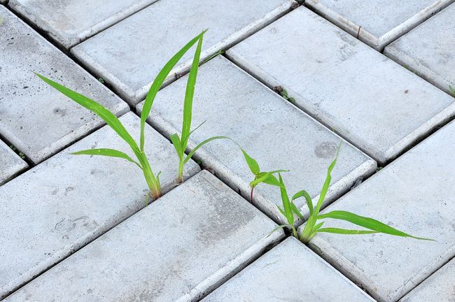 Chwasty na kostce brukowej
