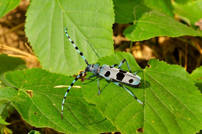 Nadobnica alpejska (Rosalia alpina)