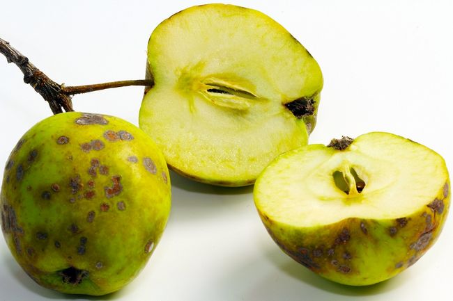 Parch jabłoni na owocach