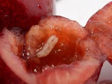 Nasionnica trześniówka - larwa w owocach