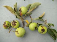 Objawy parcha jabłoni