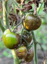 Objawy zarazy ziemniaczanej na pomidorach