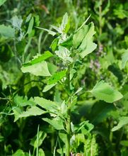 Komosa biała (Chenopodium album)