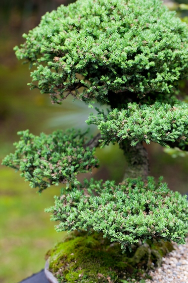 Jałowiec chiński - bonsai