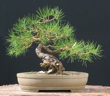 Sosna w formie bonsai