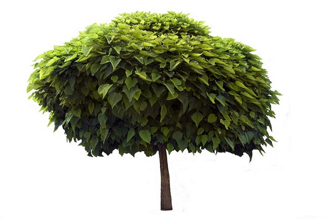 Drzewo - Surmia (Katalpa)