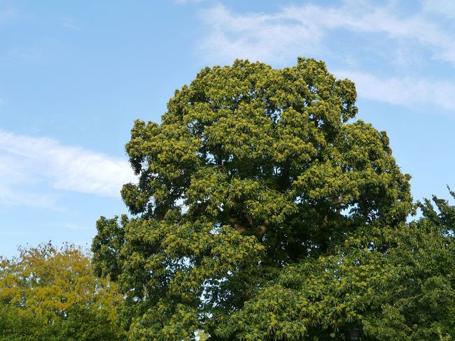 Kasztan jadalny - duże drzewo