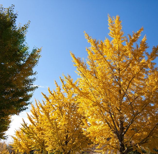 Miłorząb japoński - drzewa jesienią