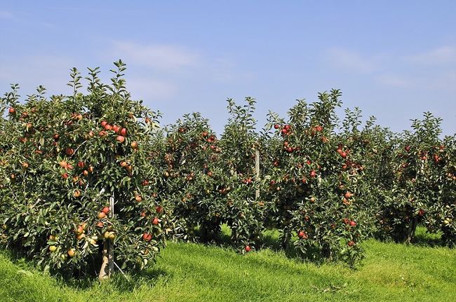 Owocujące drzewa jabłoni w sadzie