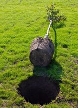 Sadzenie drzewa