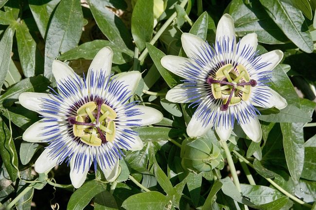 Męczennica błękitna (passiflora, kwiat męki pańskiej)