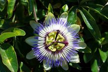 Męczennica błękitna, passiflora, kwiat męki pańskiej