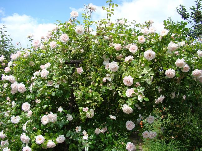 Biało różowe kwiaty róży