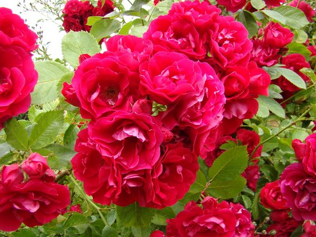 Klasyczne czerwone róże