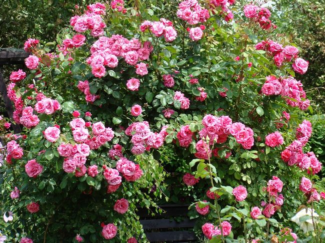 Krzew róży o kwiatach różowych