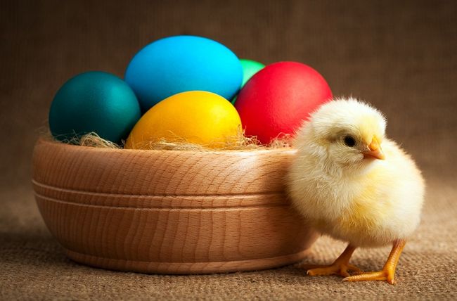 Kurczaczek i jajka wielkanocne