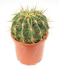 Kaktus domowy