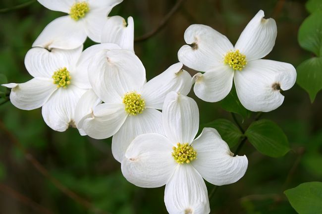 Dereń kwiecisty z białymi kwiatami