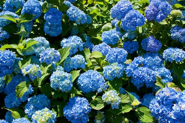 Hortensje z niebieskimi kwiatami