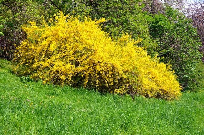 Kwitnąca forsycja