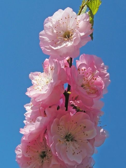 Migdałek (Migdałowiec) - kwiaty