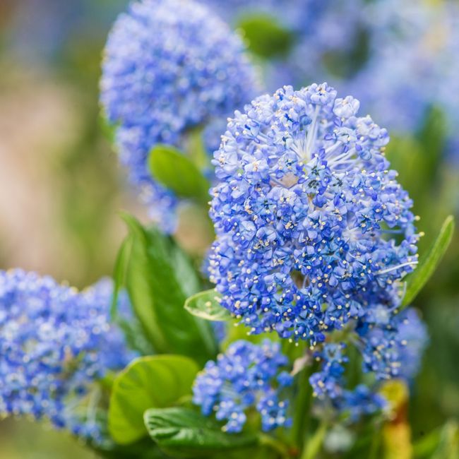 Prusznik niebieski - kwiaty
