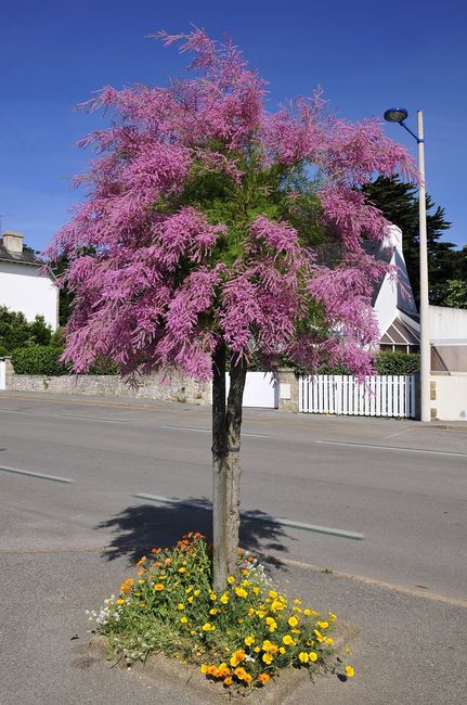 Tamaryszek w formie drzewa