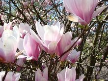 Kwiaty magnolii